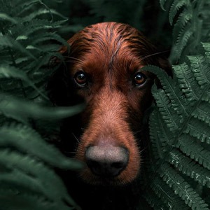 Los mejores fotógrafos de perros en instagram
