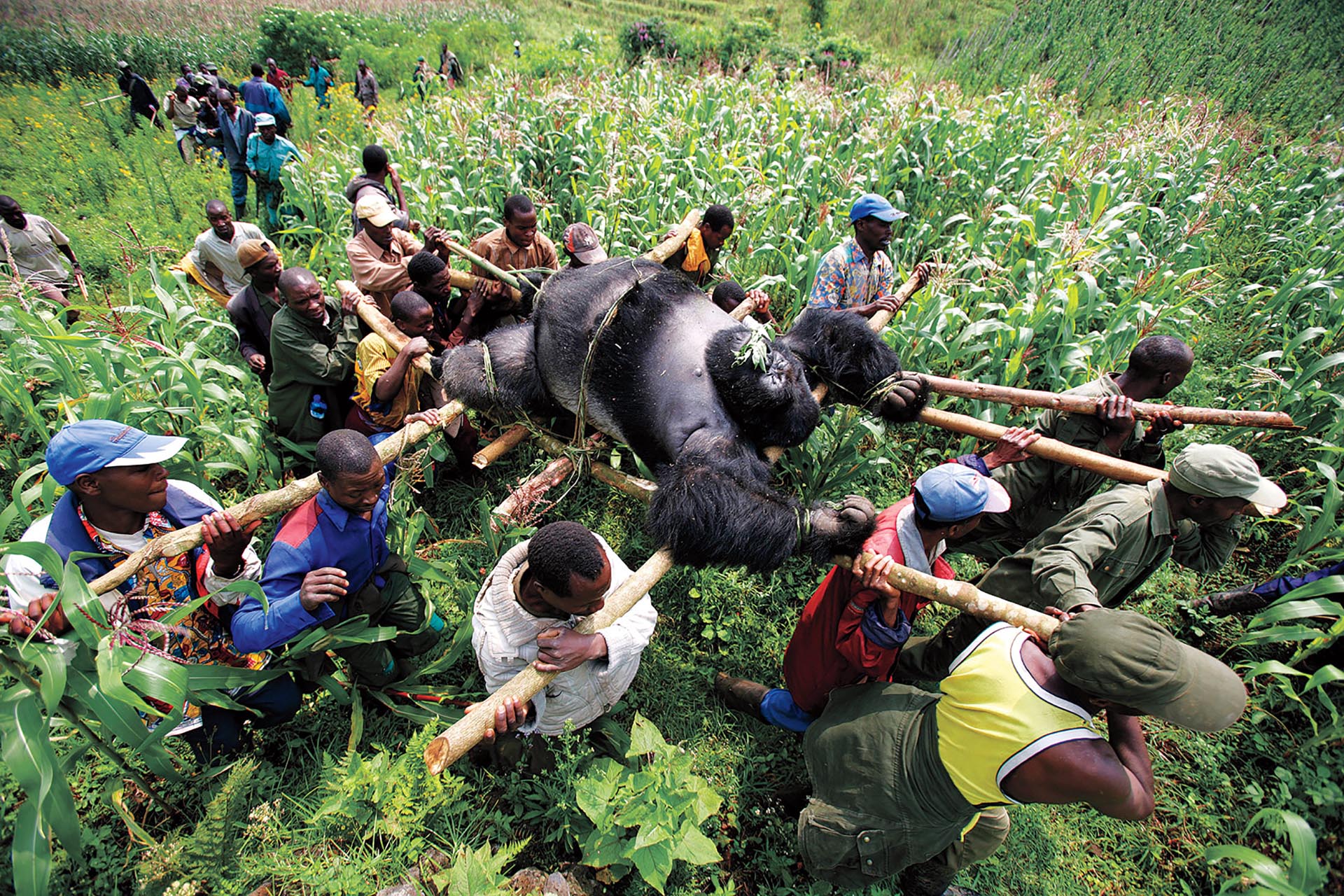Gorila en el Congo” (Brent Stirton, República del Congo, 2007)