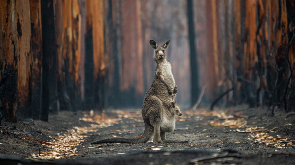 fotografia de naturaleza