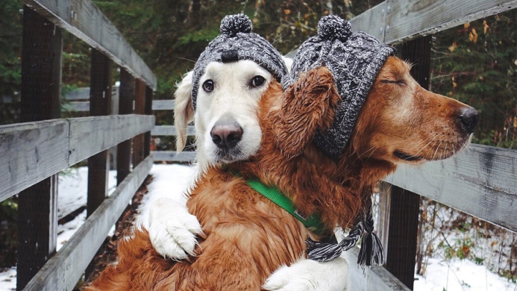 fotografia de perros