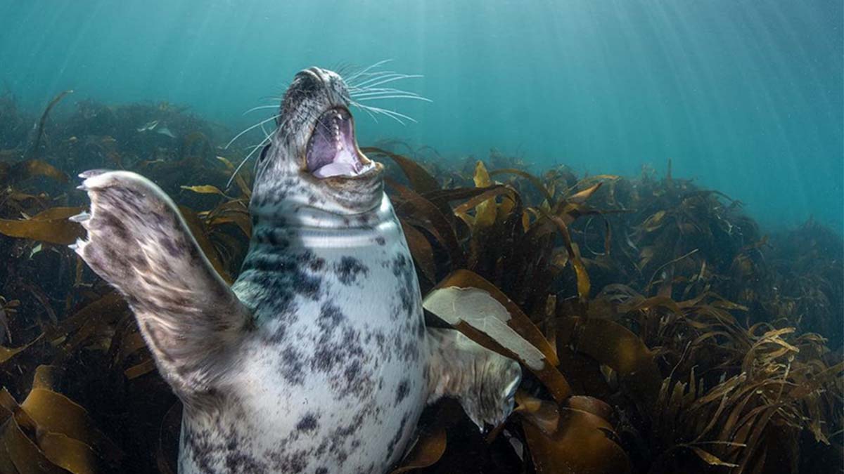 Fotografía subacuática o submarina