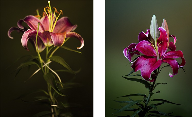 fotografia de producto y fotografia de flores