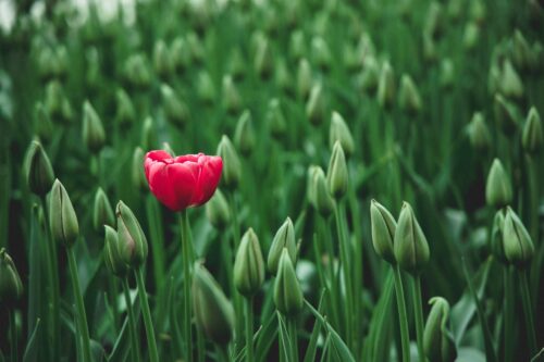 Que es la Profundidad de Campo en Fotografía