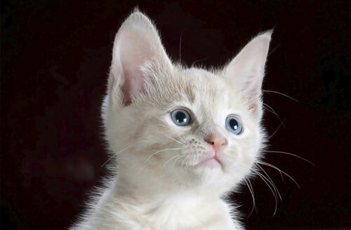 Cómo hacer las mejores fotos de gatos