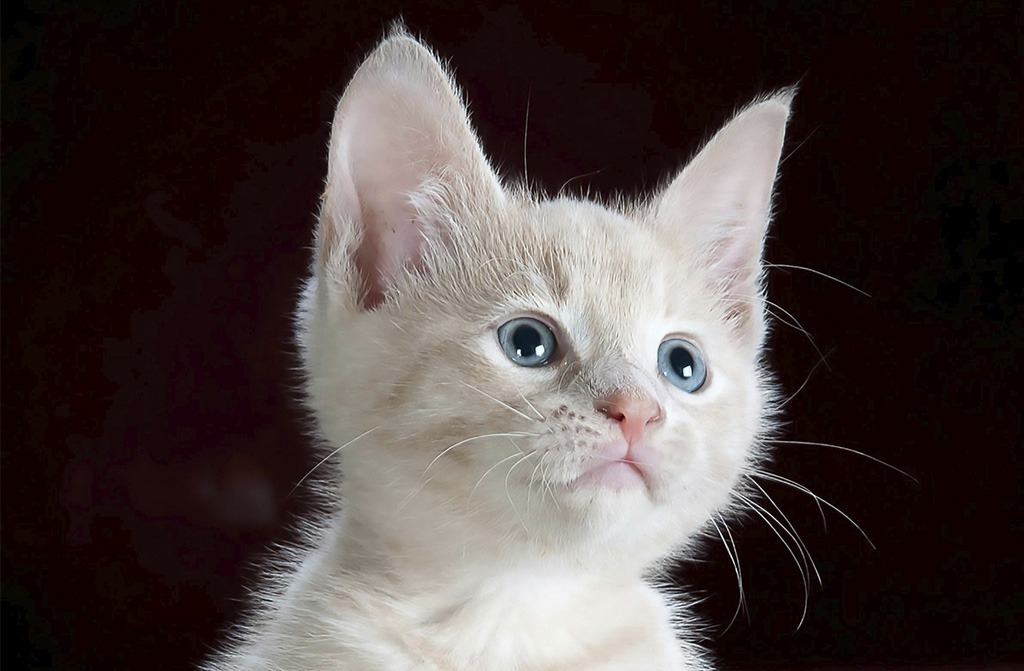 consejos para sacar mejores fotos de gatos