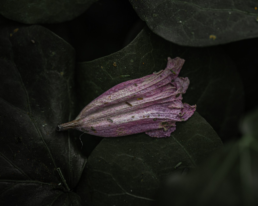 Clase técnica de fotografía con celular