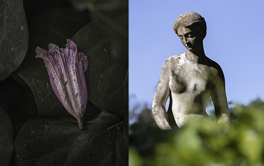 Flores, detalles y luz natural en el curso intermedio de fotografía
