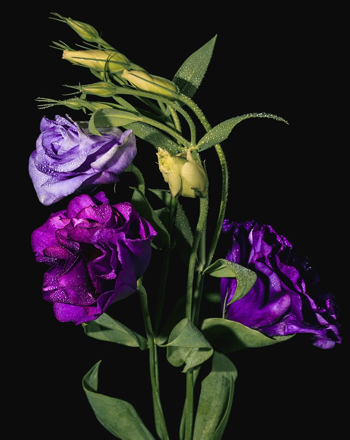 Flores en interior en el curso intermedio de fotografía