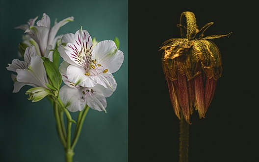 Foto de flor en estudio con luz natural