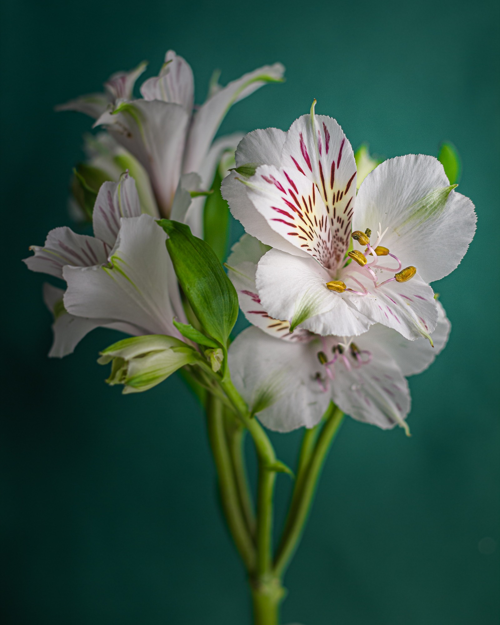 Fotografía de flores con control de luz y profundidad de campo
