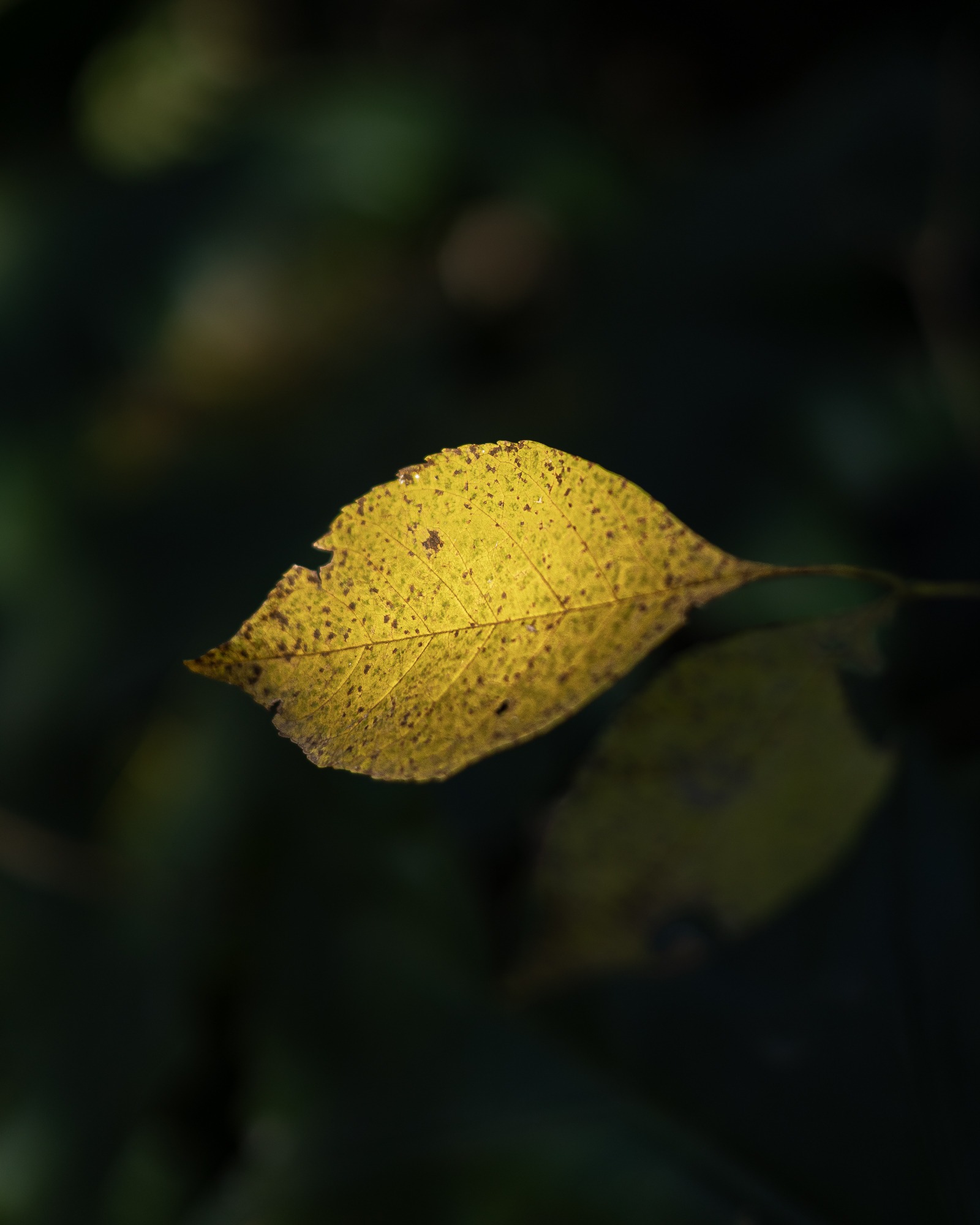 Fotografía de un objeto amarillo con fondo oscuro