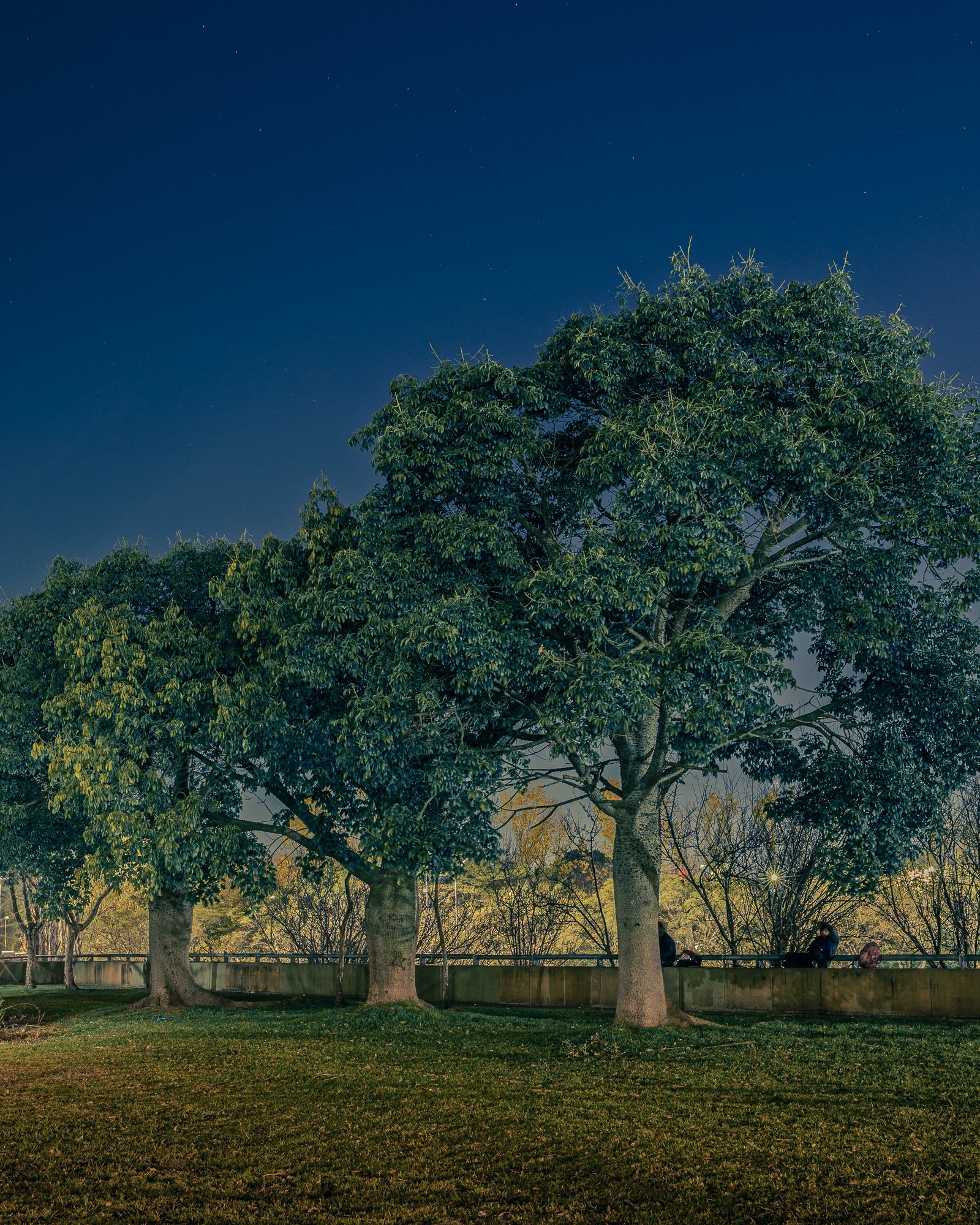 Salida de fotografía nocturna de naturaleza con trípode